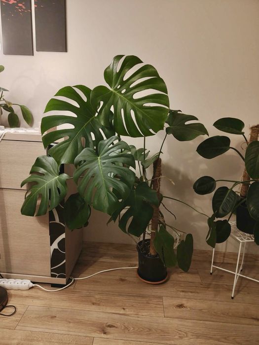 Monstera kwiat doniczkowy