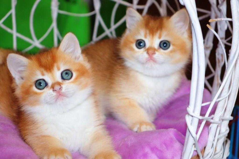 Очень красивые британские котята кш и дш