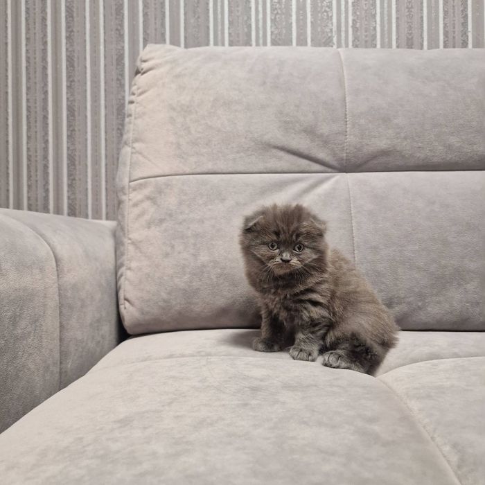 Продам британських кошенят