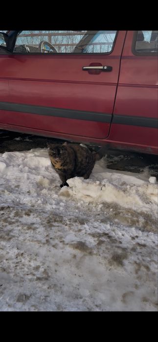 Кішка кіця черепашкова