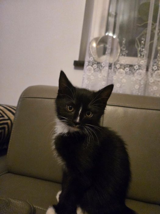 Oddam kotka  za darmo