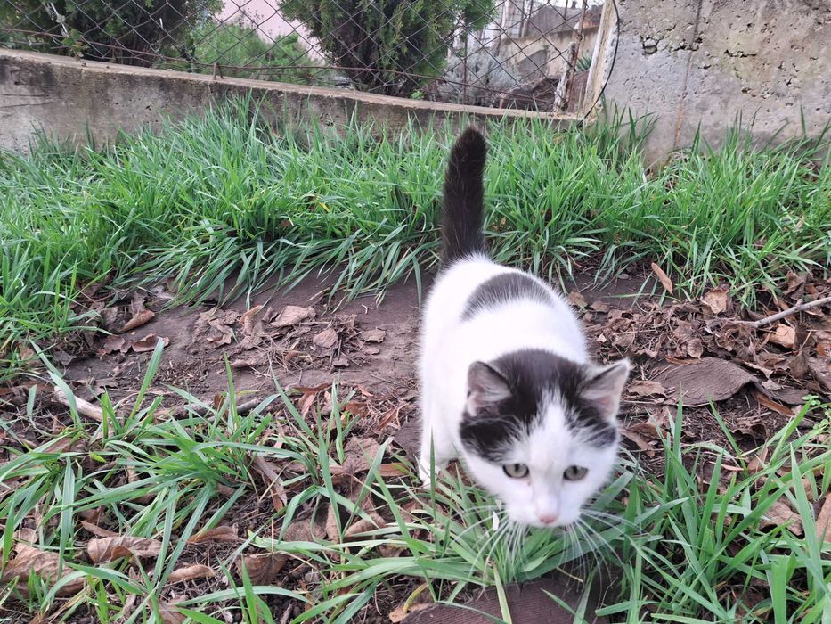 Кошечка, кошенята, котики Первомайск