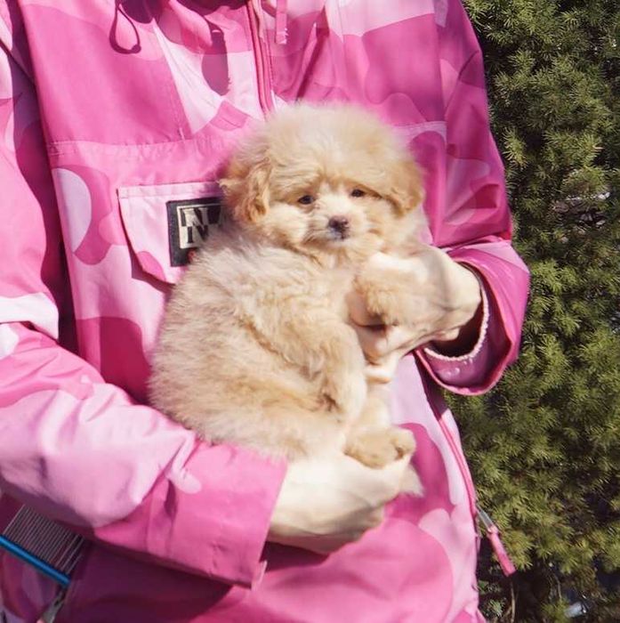 Нереально плюшевый мальчишка pom*a*poo в карамельном окрасе