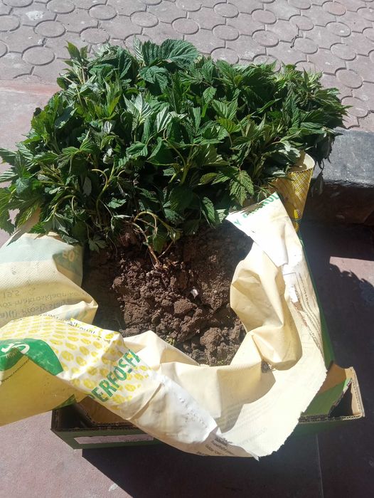 Sadzonki Mapeny jesiennej