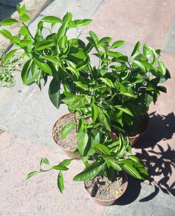 Кімнатне лимонне дерево