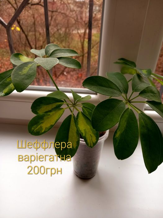 Шефлера вариегатна, драцена духмяна. Самовивіз Київ
