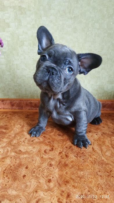 Кобель французского бульдога