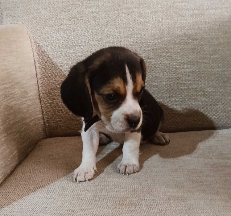 Beagle macho tricolor lindo
