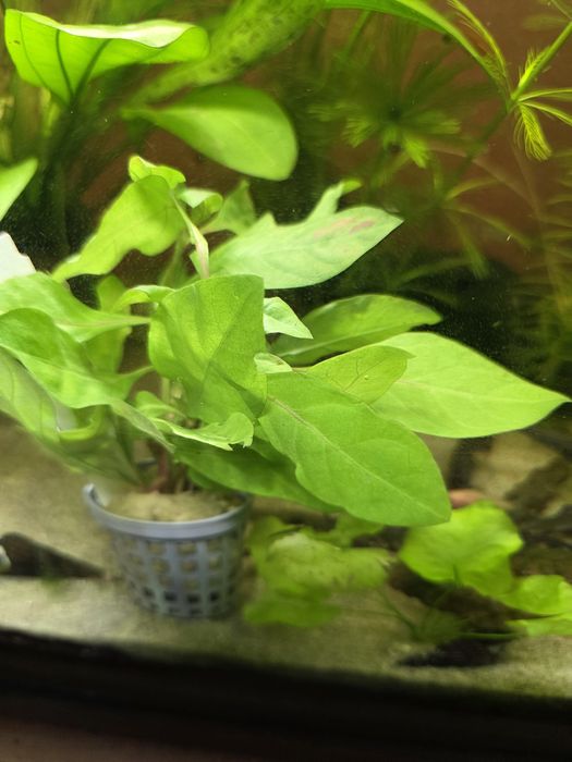 Altehernatea colorata