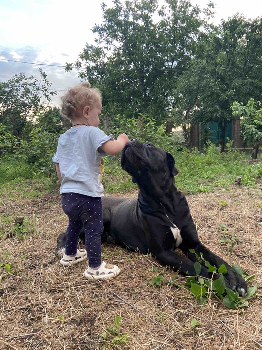 Шукаємо наречену для Кане Корсо