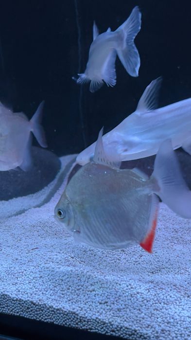 Peixes silver doller