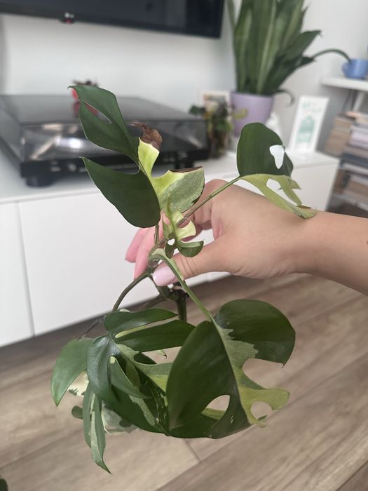 Monstera Minima Variegata 6 lisci