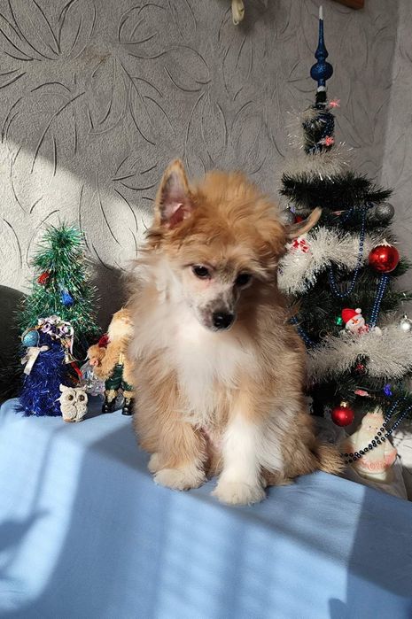 Пухнасте цуценя китайської чубатої