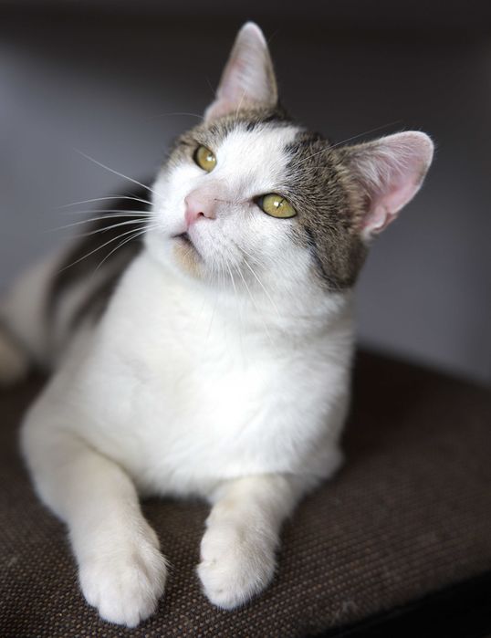 Farcio domu szuka i Człowieka zacnego.