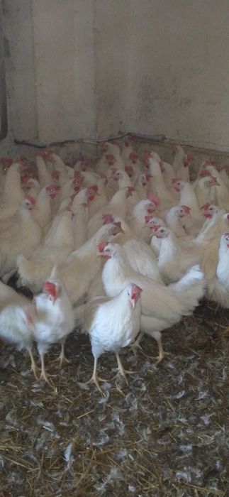 Nioski Leghorn z jajkiem. Wysyłka!