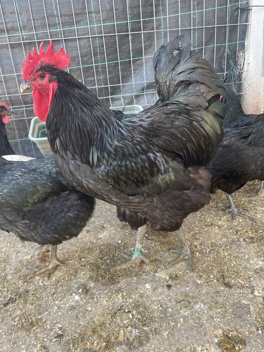 Ovos de jersey gigante