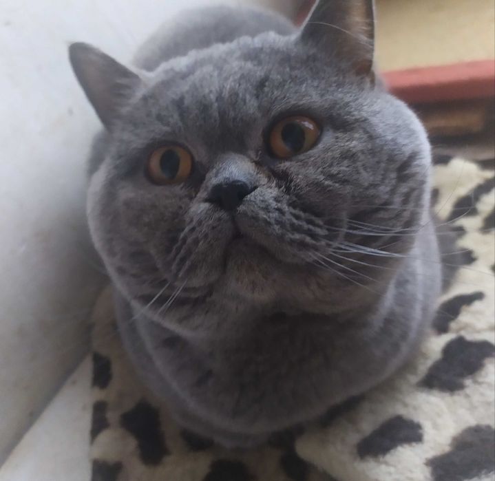 Молодий прямовухий красень.