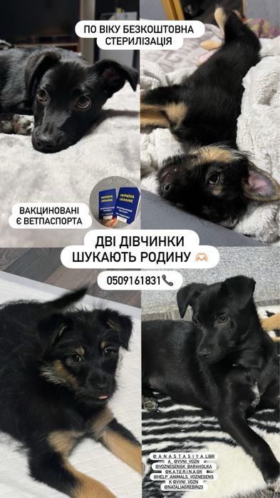 Цуцики в добрі руки, вакциновані є ветпаспорта