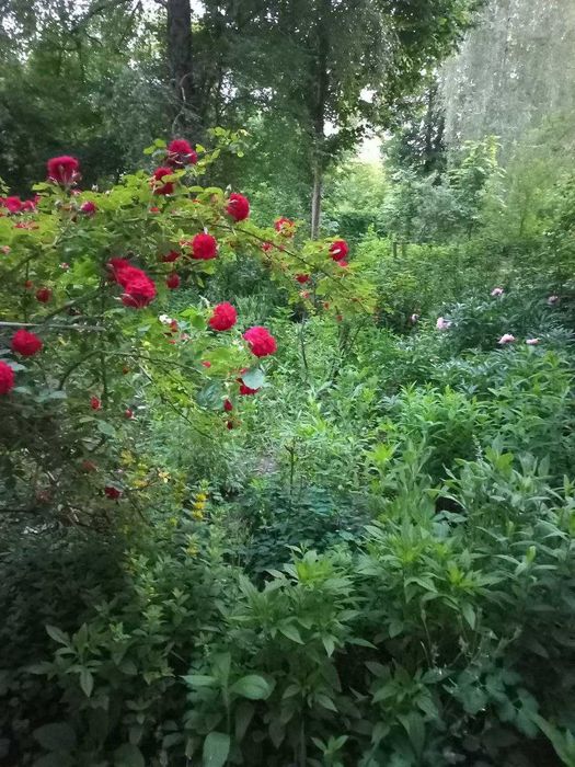 Однокімнатна квартира від власника