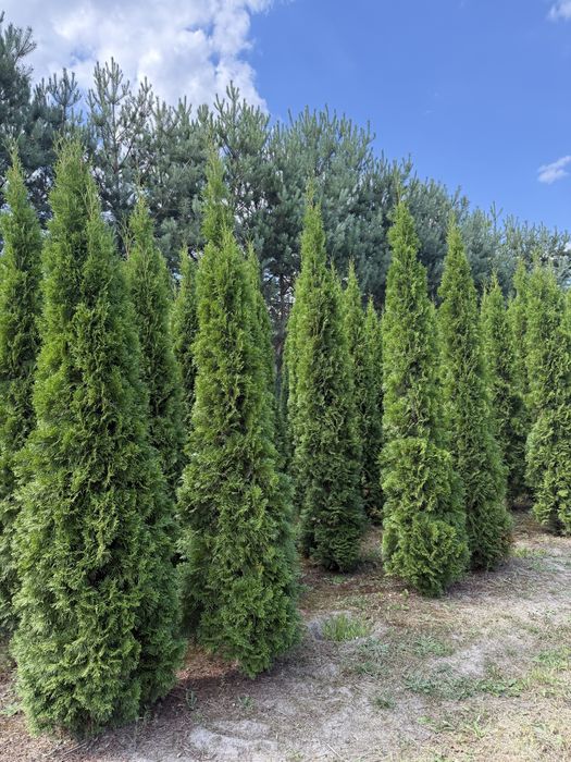Duże Tuje Szmaragd 150-350cm‼️ Wysokie Thuje BRABANT do 450cm
