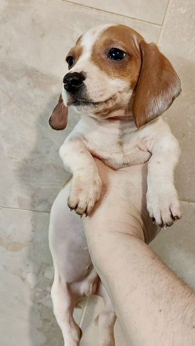 Кроличья такса в ХАРЬКОВЕ, мальчик пайболд с родословной