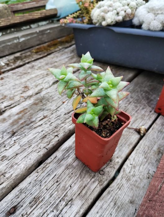 Сортові сукуленти