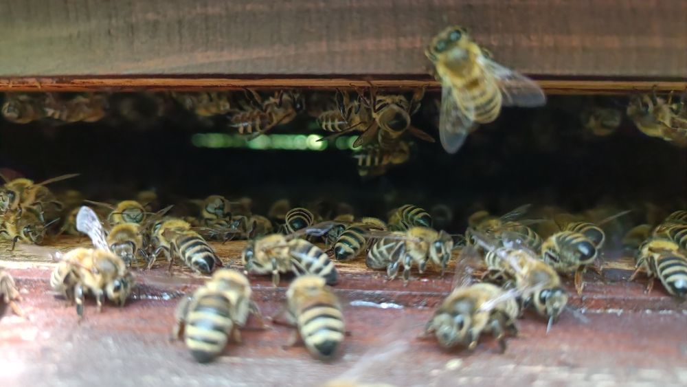 Miód DUO nektarowo-spadziowy 1,2 kg