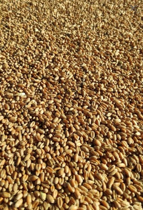 PSZENICA  sprzedam ilości TIROWE/ Rownież workowane