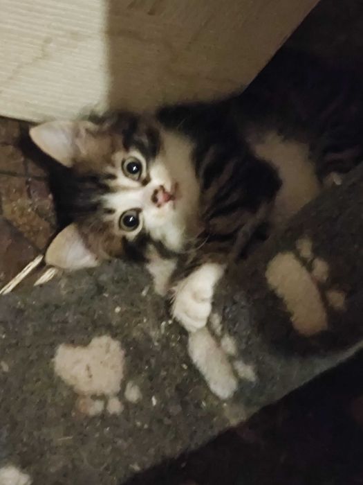 Котята мальчик и девочка