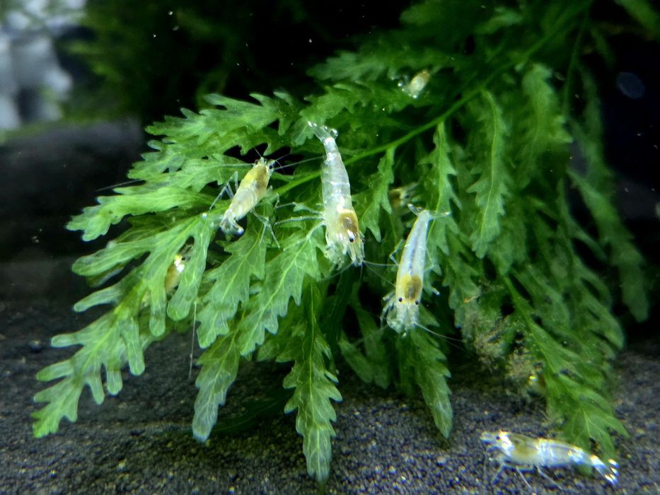Krewetka caridina white bee/ ghost