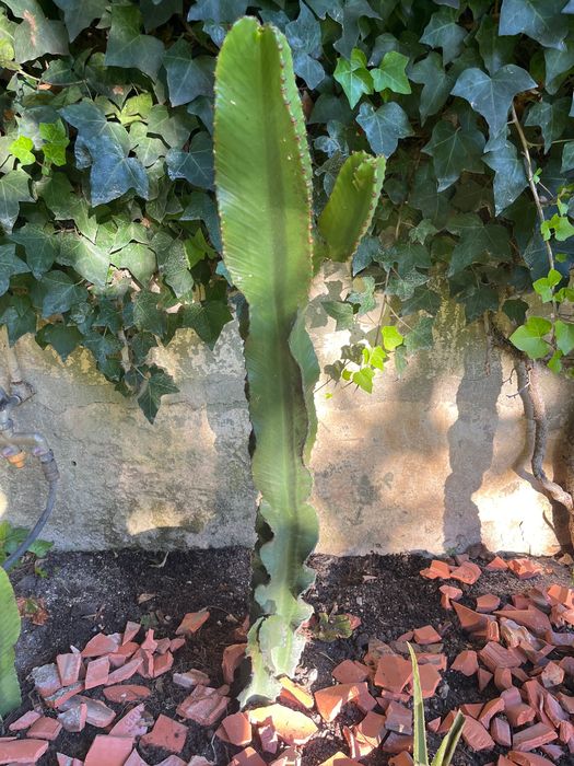 Cacto Euphorbia trio
