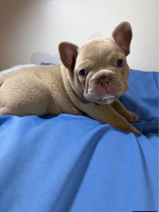 Bulldog francês Isabella