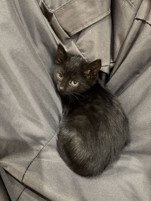 Кошеня 2 місяці
