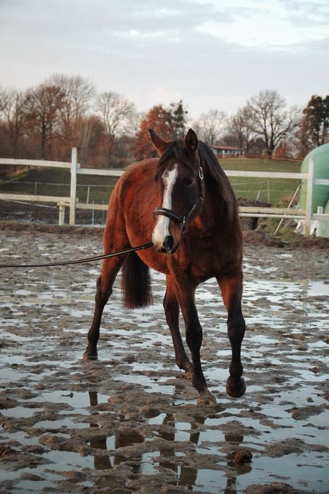 Mloda klacz 3,5 roku