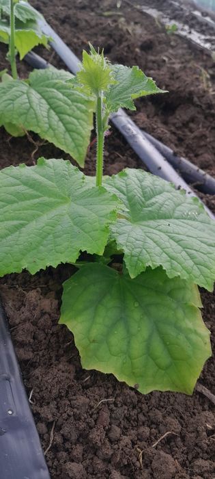 Приймаю замовлення на розсаду