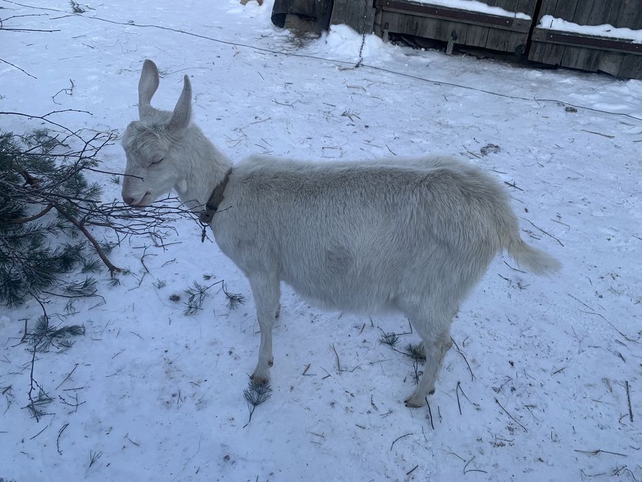 Продам кіз на держання
