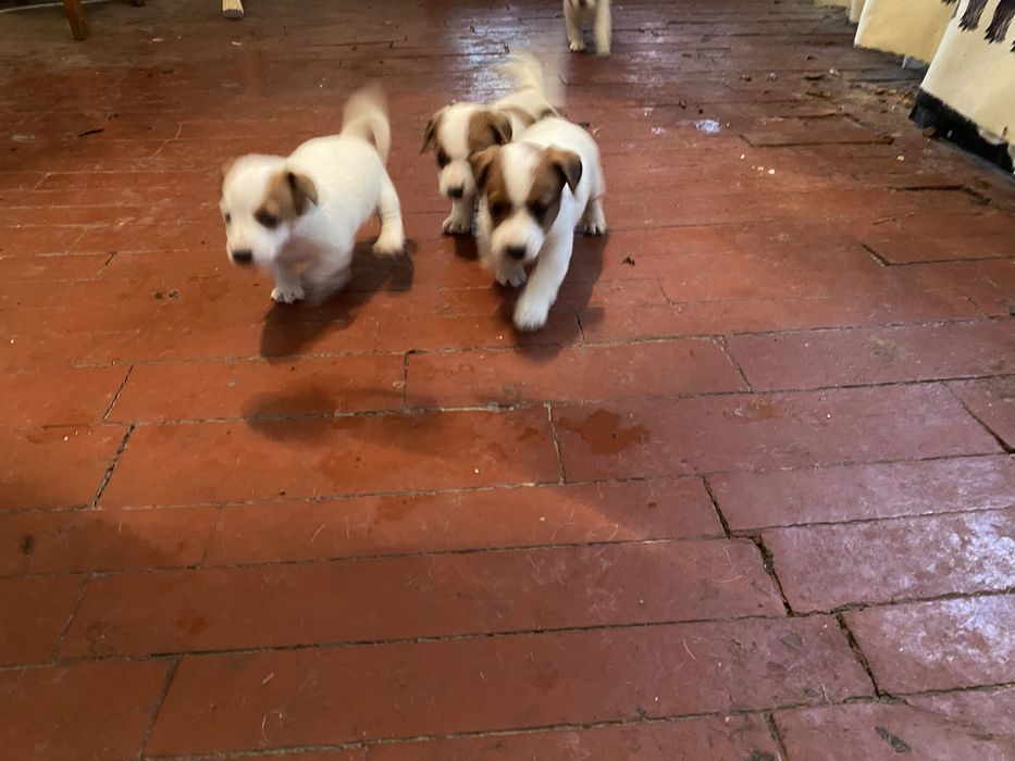 Цуценята Джек-Рассел Терєр