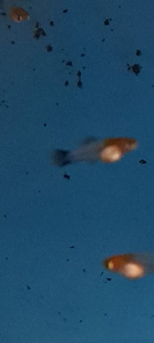 Mieczyki koi wagtail rzadkość 10 szt