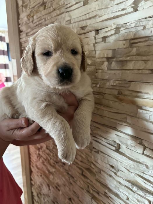 Suczka Golden Retriever