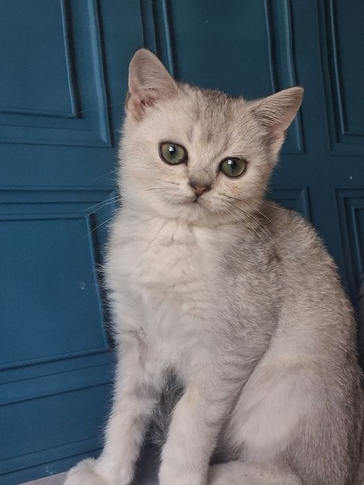 Срібний красунчик з яскравими очима