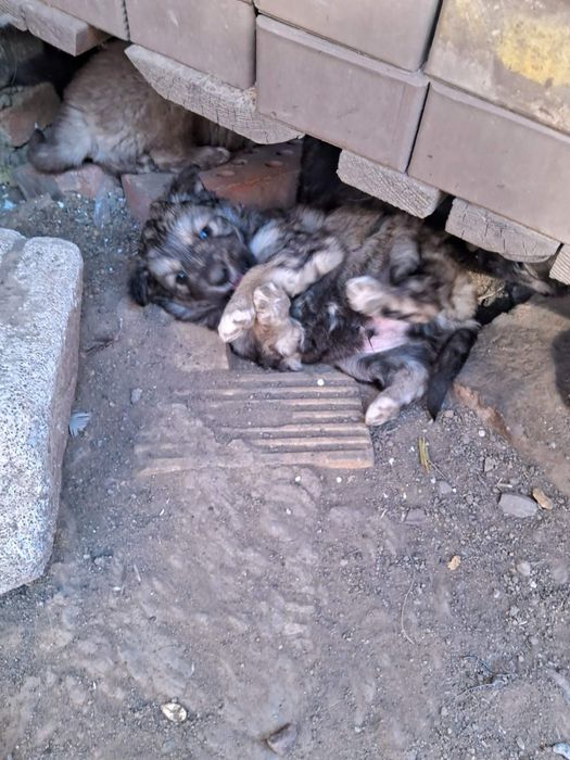 отдам бесплатно щенков хаски