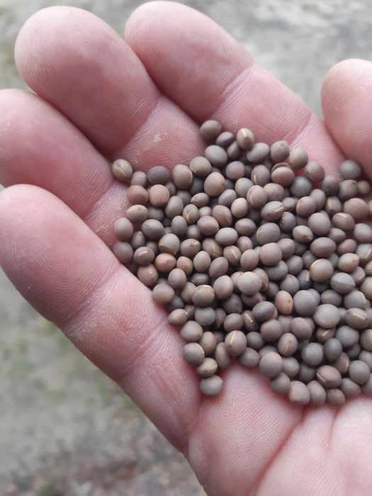 Nostrzyk.łubin.żyto jare.owies.seradela.gryka.facelia.pszenżyto jare