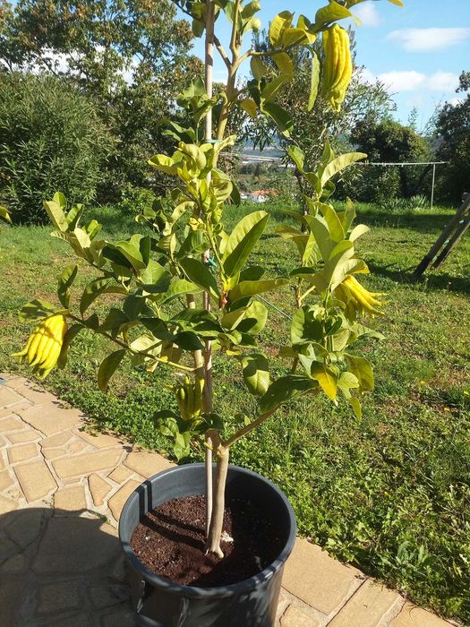 Árvore Mão de Budha XXL Produtiva Com fruta - Muito raro