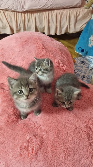 Віддамо чудових кошенят