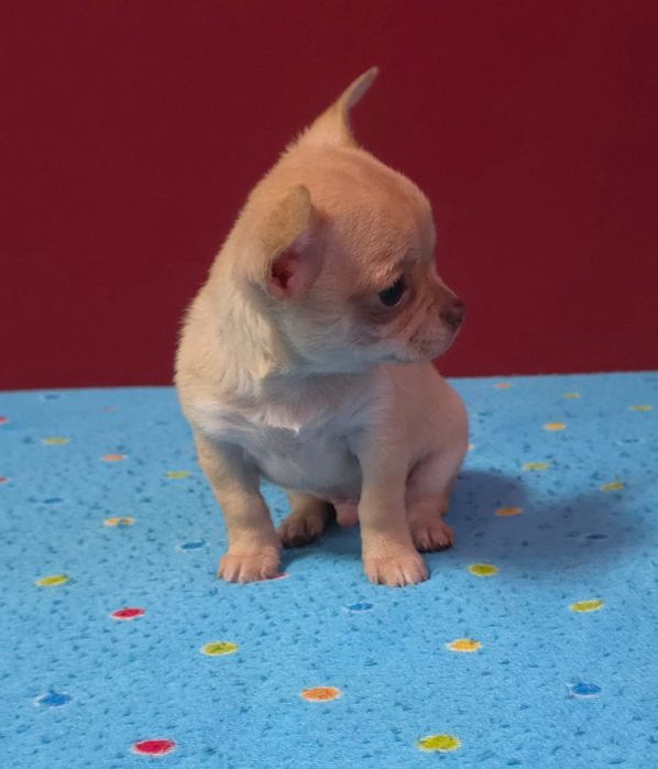 Chihuahua mini cabeça de maça