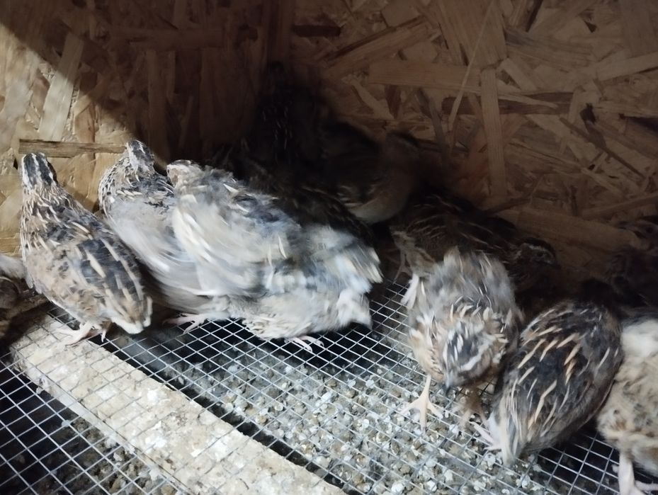 Vendo cordonizes e ovos caseiros