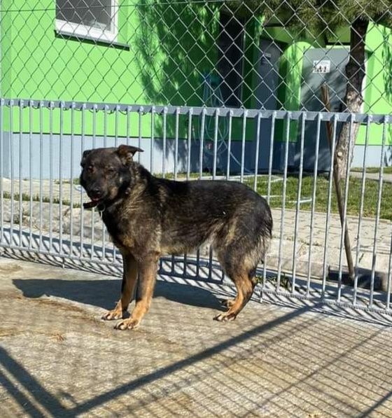 Strach to jego codzienność URATUJ HANSINA przed śmiercią w schronisku