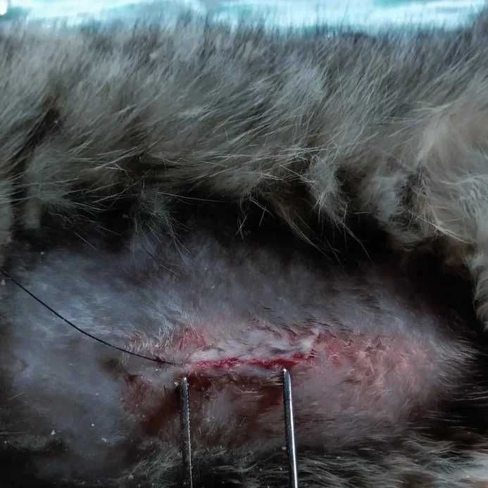 Ветеринар без вихідних Харьков, праздників