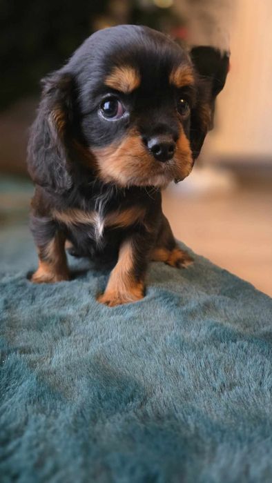 Cavalier King Charles Spaniel piesek xxs