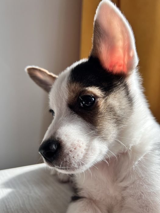 Цуценя бордер-коллі хлопчик метис